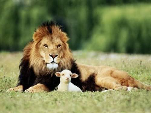 leão e cordeiro
