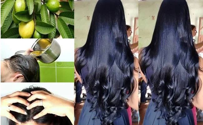 CHÁ DE FOLHA DE GOIABA para o CABELO CRESCER e COMBATER A QUEDA